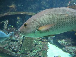 2012_01_19_Aquarium_Saint-Gilles